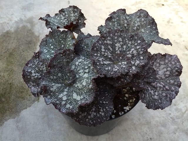 B. ‘Curly Purple Stardust’